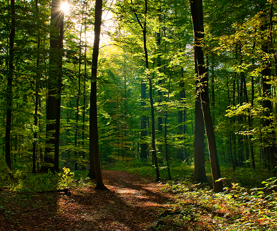 Soluções sustentáveis Soluções sustentáveis