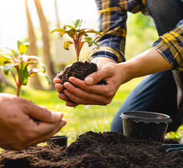 Mãos plantando árvores